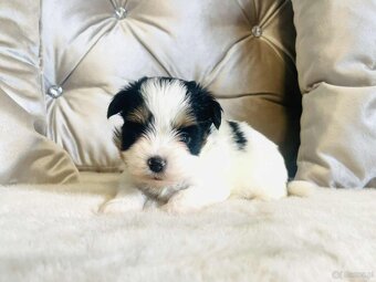 York Biewer - maleńki piękny chłopczyk. luxusowy. - 5