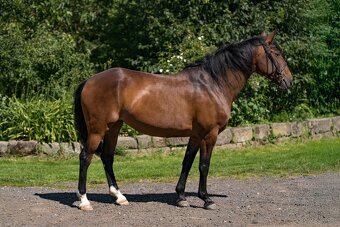 Napa - Lusitano mare - 5