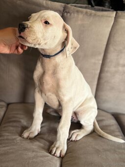 Dog argentyński - 5