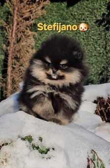Pomeranian BOO – wygląd pluszowego misia, szpic pomerański - 5