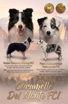 Szczeniak Border Collie FCI /ZKwP - 5