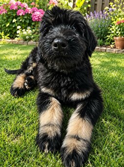 RIESEN SCHNAUZER - 5