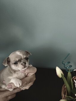Chihuahua Niebieski Krótkowłosy Królewicz - 5