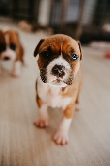 Szczenięta amstaff - 5