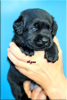 Labrador retriever czarne szczenięta - 5