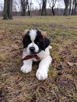 Bernardyn-szczenięta - 5