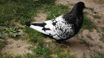 sprzedam gołębie - 5