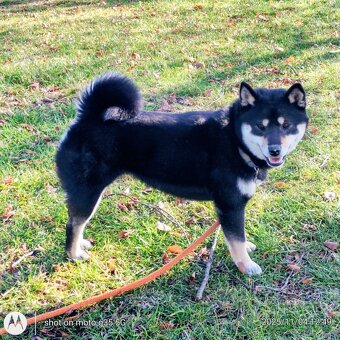 Shiba Inu, roczna suczka, czarna-podpalana - 5