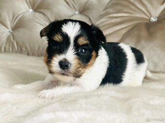 York Biewer - cudna suczka po sprawdzonych przodkach. - 5