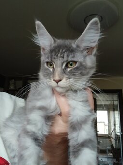 Maine coon FPL - 5