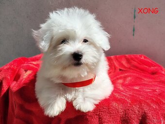 SUCZKA biała Coton De Tulear szczenię ZHPR UCI Kraków - 5