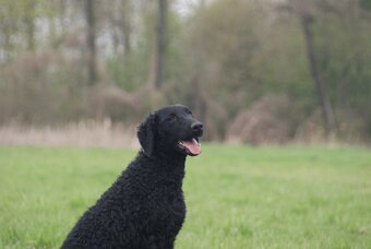 Szczenięta curly coated retriever ZKwP/FCI - 5