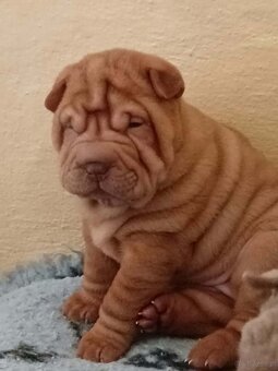 Sharpei, shar pei s PP - 5