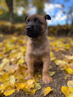 Owczarek belgijski - 5