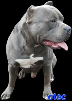 American bully XL suczka dostępna do odbioru - 5