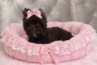 York Czekoladowa Barbi z Bajki. Dokumenty. Hodowla z Bajki. - 5