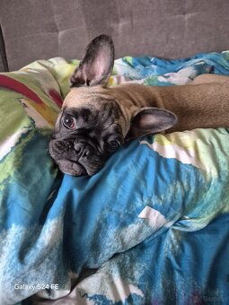Buldog Francuski - 5