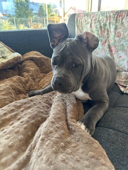 American bully blue - 5