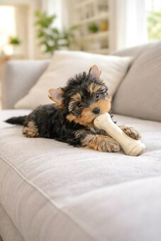 York Super Mario z Bajki. Dokumenty. Hodowla z Bajki. - 5