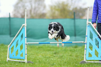 ZAPOWIEDŹ MIOTU Border Collie FCI/ZKwP - 5
