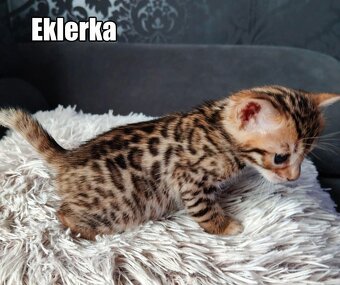 Kotka bengalskie z rodowodem - 5