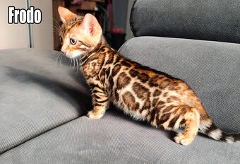 Kocięta bengalskie z rodowodem - 5