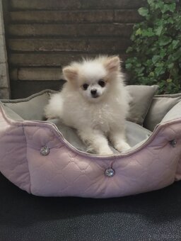 5 miesięczne suczka szpic miniaturowy -Pomeranian - 5