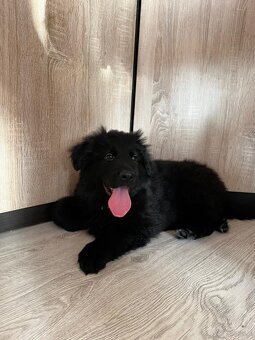 Owczarek niemiecki długowłosy czarny FCI - 5