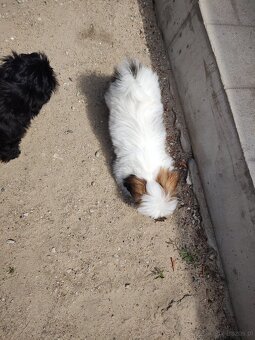 Suczka mieszanka pekińczyk -shih tzu - 5