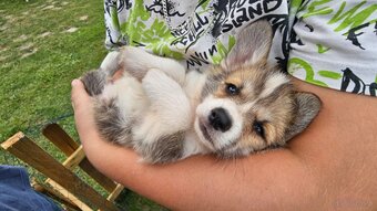 Kto pokocha szczenię Welsh Corgi? - 5