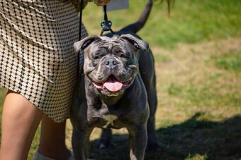 Buldog Staroangielski - Old English Bulldog - 5