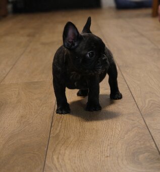 Buldog francuski chłopiec Dyzio pręgowany ciemny FCI - 5