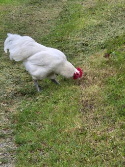 Biały kogut Australorp (gen recesywny) - 5