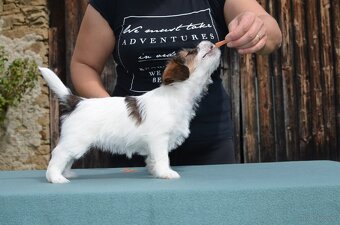 Jack Russell Terier  FCI s PP - 5