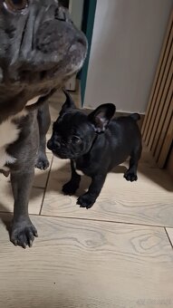 Buldog francuski szczeniaki - 5