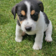 Jack russell terrier szczeniaki z rodowodem - 5
