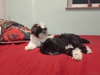 Sprzedam psy rasy Shih Tzu - 5