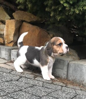 Beagle / Bigle - szczenięta rodowodowe ZKwP / FCI po Champio - 5
