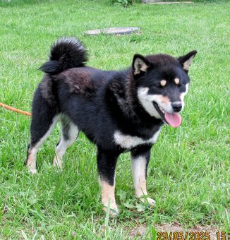 Shiba Inu, dziesięciomiesięczna suczka, czarna-podpalana - 5