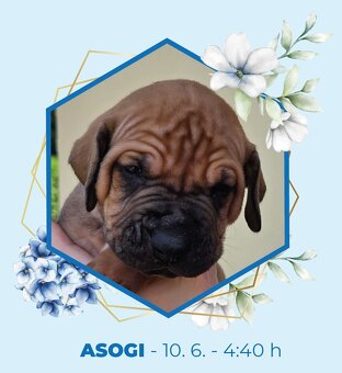 TOSA INU złote szczenięta z PP - 5