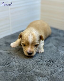 Yorkshire Terrier - 5