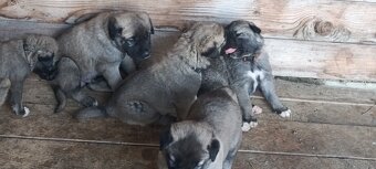 Tureckí kangal - 5