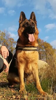 Owczarek niemiecki krótkowłosy szczeniak ZKwP/ FCI - suczka - 5