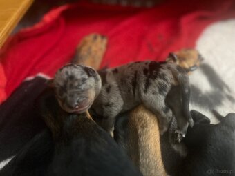Beauceron z PP FCI - 5