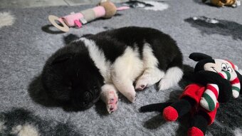 Akita amerykańska - 5