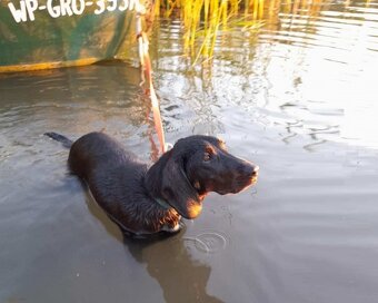 Reproduktor rasy GOŃCZY POLSKI tropiciel zaprasza suczki - 5