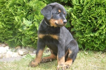 Szczenięta Beauceron (Berger de Beauce) - 5
