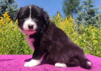 Piękna Rasowa suczka z pełną dok. - Szczeniak BORDER COLLIE - 5