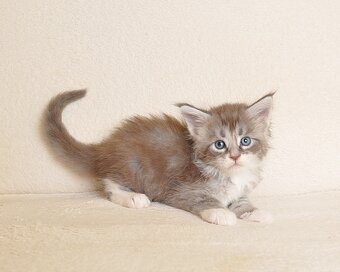 Śliczny kocurek Maine Coon - 5