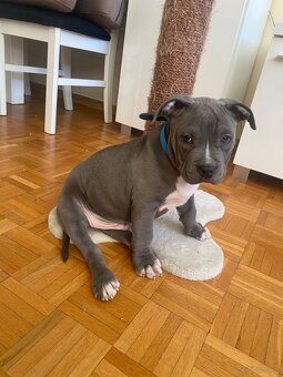Piękny szczeniak amstaff gotowy do odbioru - 5